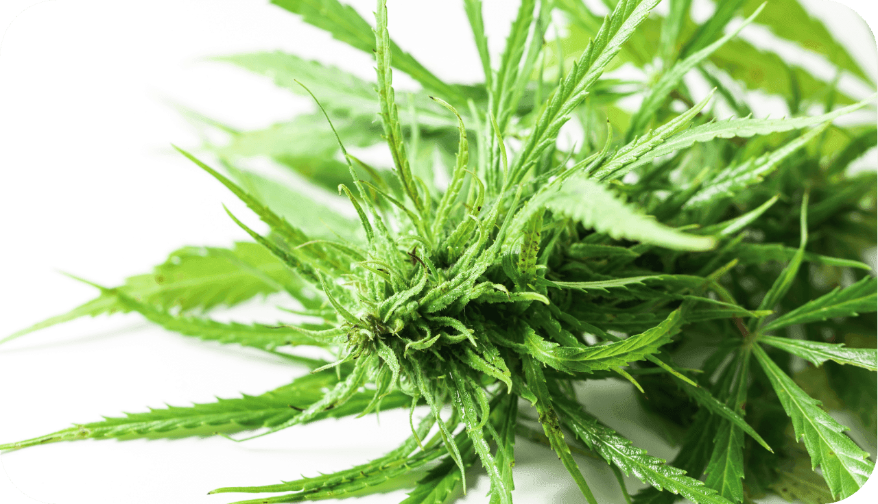 Nahaufnahme einer liegenden Cannabispflanze