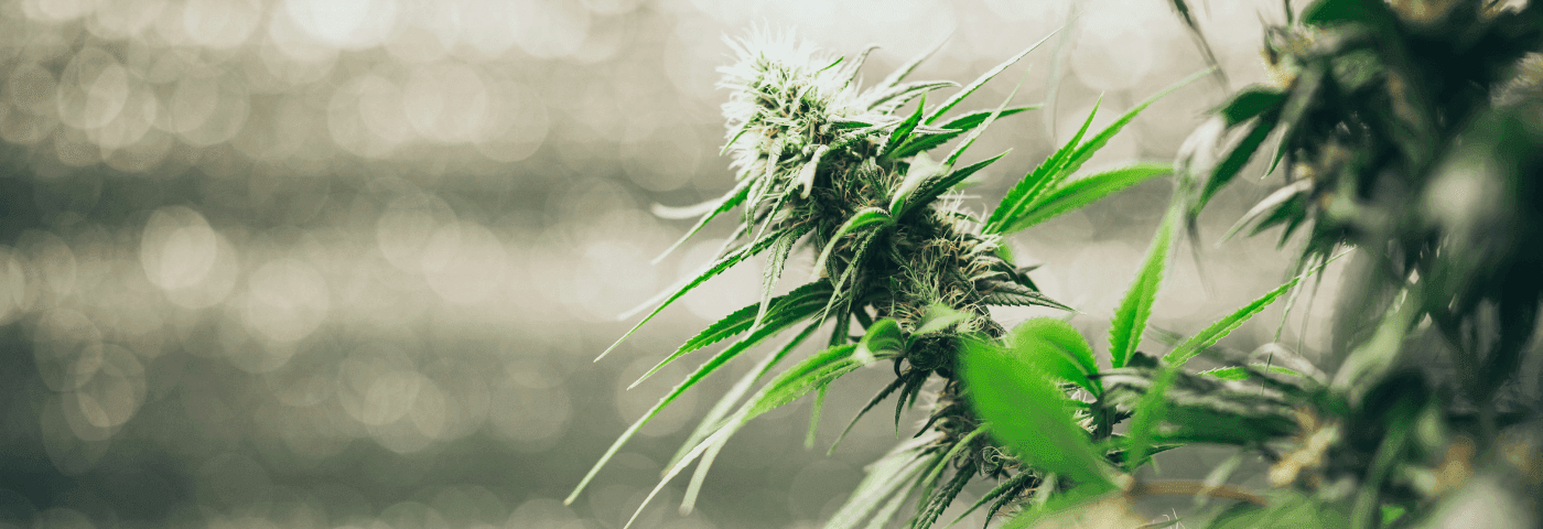 Nahaufnahme einer Cannabispflanze